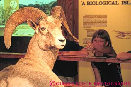 Stock Photo #8124: keywords - animal big destination display horn horz interior las museum museums nature nevada sheep state stuffed travel usa vegas wildlife