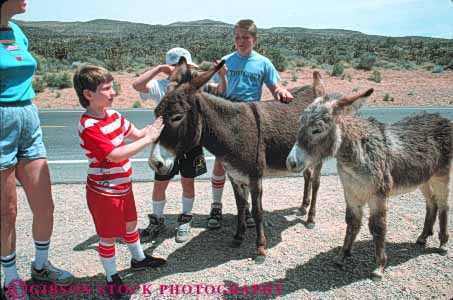 Stock Photo #8234: keywords -  animal animals area burro burros canyon conservation desert destination feral geologic geology horse horz landscape las mammal national nature near nevada people pet recreation red redrock rock sandstone scenery scenic tame travel vegas wild