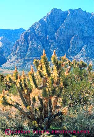 Stock Photo #8238: keywords -  area canyon conservation desert destination geologic geology joshua landscape las national nature near nevada plant recreation red redrock rock sandstone scenery scenic travel tree vegas vert