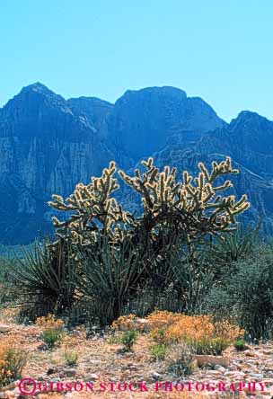 Stock Photo #8239: keywords - area cactus canyon cholla conservation desert destination geologic geology landscape las national nature near nevada recreation red redrock rock sandstone scenery scenic sharp spine spiny travel vegas vert