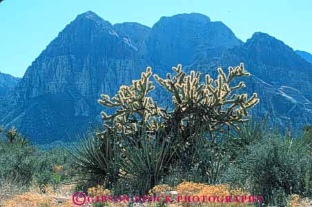 Stock Photo #8240: keywords -  area cactus canyon cholla conservation desert destination geologic geology horz landscape las national nature near nevada recreation red redrock rock sandstone scenery scenic sharp spiny travel vegas