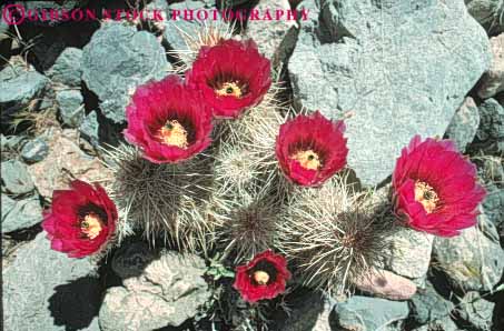 Stock Photo #8241: keywords -  area blossom blossoming blossoms cactus canyon conservation desert destination flower flowering flowers geologic geology hedgehog horz landscape las national nature near nevada recreation red redrock rock sandstone scenery scenic travel vegas