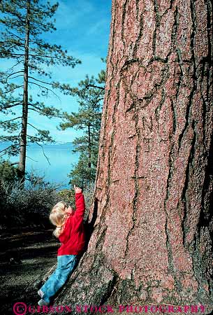 Stock Photo #12953: keywords -  alpine babies baby bark big child fresh girl girls kid lake lakes look looking looks mountain mountains nevada pine point pointing points released resort resorts sierra sierras tahoe tall tree trees up vert water