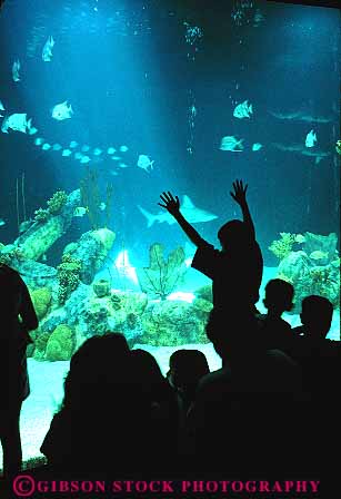 Stock Photo #11114: keywords -  albuquerque aquarium aquariums biological child children display fish glass in life marine mexico new park parks people plastic public see seeing silhouette silhouettes southwest tank urban vert watch watching west window