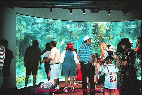 Stock Photo #11115: keywords - albuquerque aquarium aquariums biological child children display fish glass horz in life marine mexico new park parks people plastic public see seeing southwest tank urban watch watching west window