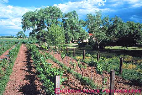 Stock Photo #11139: keywords -  agriculture albuquerque anderson cultivate cultivation farm grape grow growing grows growth horz mexico new row rows southwest urban valley vine vines vineyard vineyards west winery