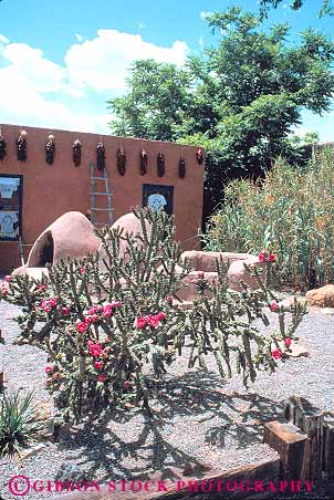 Stock Photo #11142: keywords -  adobe albuquerque arid cacti cactus cholla desert drought dry flower flowering garden gardens in mexico new oven southwest spring tolerant urban vert west