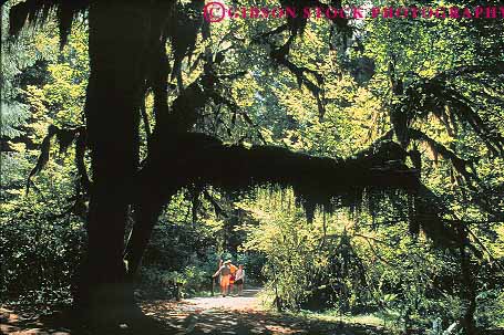 Stock Photo #12014: keywords -  climate ecology environment forest habitat hike hiker hikers hiking hoh horz in landscape landscapes national olympic park parks people plant plants preserve public rain rainforest recreation scenery scenic temperate tree trees vegetation walking washington wet