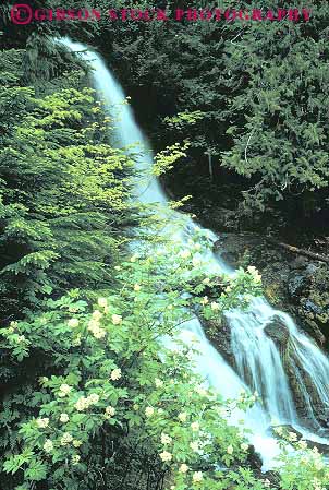 Stock Photo #12979: keywords -  cascade environment falls habitat landscape mount mountains mt mt. national natural northwest park parks preserve preserved preserves protected public rainer scenery scenic vert volcano volcanoes washington water waterfall waterfalls wild wilderness
