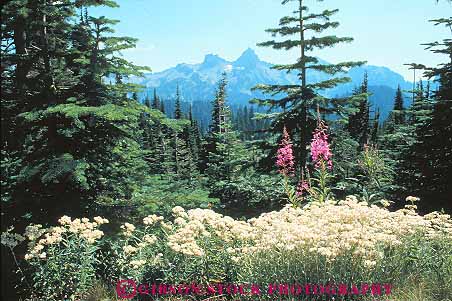 Stock Photo #12980: keywords -  and cascade cascades environment fireweed flower forest habitat horz landscape mount mountains mt mt. national natural northwest park parks preserve preserved preserves protected public rainer scenery scenic volcano volcanoes washington wild wilderness wildflowers yarrow
