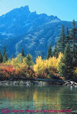 Stock Photo #12992: keywords -  autumn color deciduous environment fall foliage grand habitat jenny lake lakes landscape leaves mountain mountains national natural nature outdoor outside park parks peak peaks public reflect reflection reflects rocky scenery scenic season seasons teton vert water west western wild wilderness wyoming