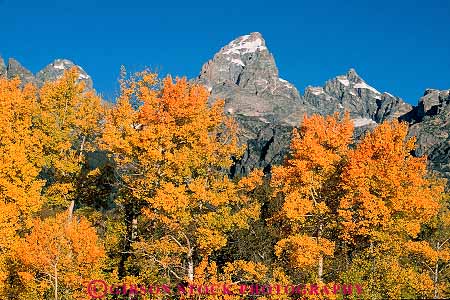 Stock Photo #13002: keywords -  alpine aspen autumn color deciduous environment fall foliage grand habitat horz landscape mountain mountains national natural nature orange outdoor outside park parks public rocky scenery scenic season teton tetons tree trees west western wyoming yellow