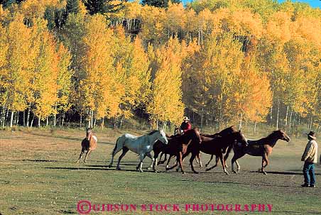 Stock Photo #13007: keywords -  alpine aspen autumn color cowboy cowboys destination fall foliage herd hole horse horses horz jackson mountain mountains outdoor outside ride rider riding rocky roundup summer tetons tourist town towns travel west western wyoming