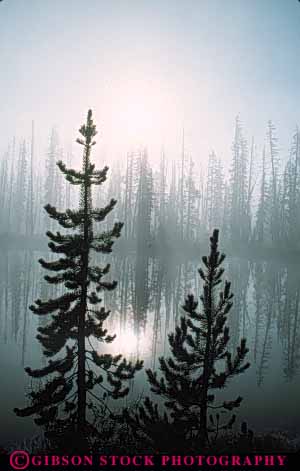Stock Photo #10960: keywords -  calm cloud clouds dawn fog landscape lewis moisture mood moody national nature park parks peaceful pine preserve public quiet reflect reflecting reflection reflects reserve river rivers scenery scenic serene serenity silhouette silhouettes sun tree trees usa vapor vert water wyoming yellowstone