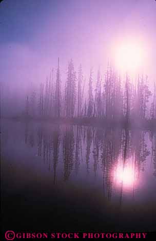 Stock Photo #10961: keywords - calm cloud clouds dawn fog landscape lewis moisture mood moody national nature park parks peaceful pine pink preserve public quiet red reflect reflecting reflection reflects reserve river rivers scenery scenic serene serenity silhouette silhouettes sun tree trees usa vapor vert water wyoming yellowstone