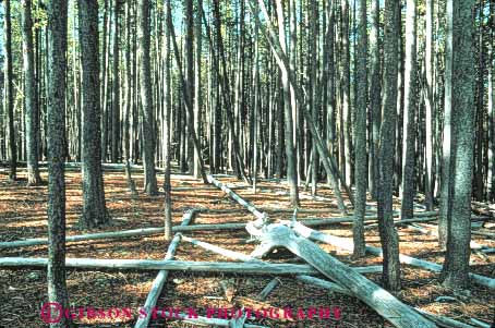 Stock Photo #10977: keywords -  crowd crowded dead death dense fire forest hazard horz national overgrown park parks preserve public reserve stunted tree trees usa wyoming yellowstone
