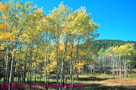 Stock Photo #10979: keywords -  aspen autumn color early fall forest horz landscape landscapes national park parks preserve public reserve scenery scenic tree trees usa wyoming yellowstone