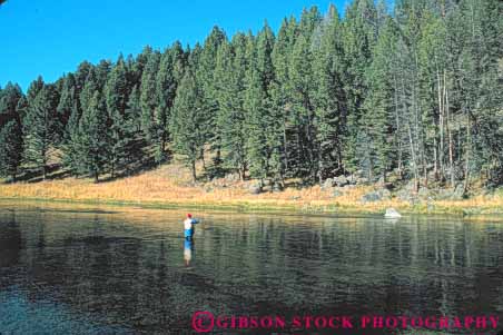 Stock Photo #10985: keywords -  activity alone calm fish fishing fly forest horz madison man men national outdoor outside park parks peaceful people pine public quiet recreation relax relaxed relaxing released river rivers solitary solitude sport sports stream tree trees usa wade wader wades wading water wyoming yellowstone