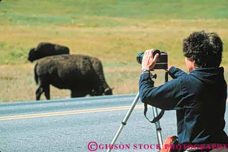 Stock Photo #10988: keywords -  activity bison buffalo camera cameras equipment hobby horz national outdoor outside park parks people photograph photographer photographic photographing photographs photography public recreation skill usa wildlife woman women wyoming yellowstone