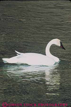 Stock Photo #10997: keywords - animal animals bird birds grace graceful madison national natural nature park parks public reflect reflecting reflection reflects river rivers swan swans trumpeter usa vert water white wild wilderness wildlife wyoming yellowstone