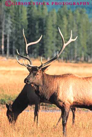 Stock Photo #10998: keywords -  animal animals antler antlers big bull elk face fur head male mammal national natural nature neck park parks public usa vert wild wilderness wildlife wyoming yellowstone