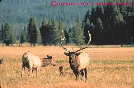 Stock Photo #10999: keywords -  and animal animals antler antlers big bull doe elk face fur head horz male mammal national natural nature neck park parks public usa wild wilderness wildlife wyoming yellowstone