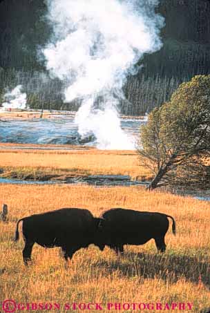 Stock Photo #11000: keywords -  animal animals bison buffalo national natural nature near pair park parks public steam two usa vent vert wild wilderness wildlife wyoming yellowstone
