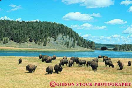 Stock Photo #11001: keywords -  animal animals bison buffalo feeding graze grazing group groups herd herds horz landscape lots mammal many multitude national natural nature park parks public scenery scenic usa wild wilderness wildlife wyoming yellowstone