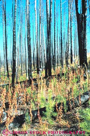Stock Photo #11003: keywords -  after burn burned burns char charred damage damaged dead destroy destroyed disaster disastrous ecological ecology fire forest forestfire impact impacted kill killed national park parks public recover recovery regrowth rehab rehabilitate rehabilitating rehabilitation reinhabit reinhabitation revegetation ruined scare tree usa vegetate vert wildfire wyoming yellowstone
