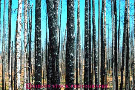 Stock Photo #11006: keywords - burn burned burns char charred damage damaged dead destroy destroyed disaster disastrous ecological ecology fire forest forestfire horz impact impacted kill killed national park parks public ruined scare scared tree trees usa wildfire wyoming yellowstone