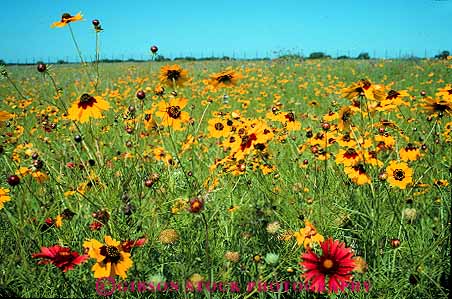 Stock Photo #13026: keywords - and baines blanket bright close color colorful flower flowering flowers historic horz indian johnson landscape lbj lyndon mexican nature paintbrush plant plants president presidential ranch ranches scenery scenic season site sites spring texas up wildflower wildflowers yellow
