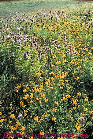 Stock Photo #13036: keywords - colorful country destination field flower flowers fredericksburg grow growing growth hill lush nature plant plants season spring texas tourist travel vegetation vert wildflower wildflowers