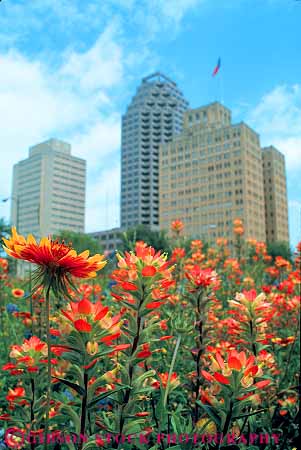 Stock Photo #11447: keywords - antonio buildings cities city cityscape cityscapes downtown focus paintbrush san skyline skylines soft texas urban vert wildflowers