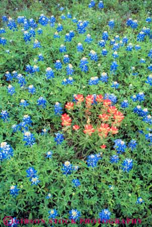 Stock Photo #11459: keywords -  and antonio blue bonnet bonnets bonnett bonnetts color colorful flower flowering flowers nature paintbrush red san spring state texas vert wildflower wildflowers