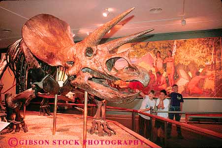 Stock Photo #11471: keywords -  antonio boys children dinosaur dinosaurs display exhibit fossil fossils horz museum people prehistoric san skeleton texas tricerotops witte