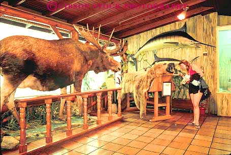 Stock Photo #11475: keywords - animal animals antonio buckhorn dead display displays exhibit exhibits hall horns horz in mammal mammals moose mounted of san stuffed texas woman