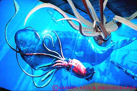 Stock Photo #17411: keywords -  and art display displaying displays exhibit exhibiting exhibits giant horz houston life marine model mural murals museum museums natural of painting science sea sperm squid squids texas whale whales