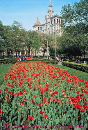 Stock Photo #9100: keywords -  blossoming blossoms city downtown flower flowers garden gardens hall municipal new open park parks public space tulip tulips vert york