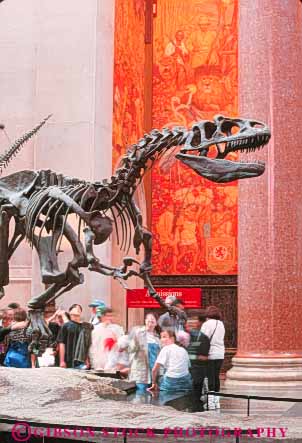 Stock Photo #9163: keywords - american ancient big bone bones city class dinosaur dinosaurs display displays exhibit exhibits fossil fossils group high history huge large museum museums natural nature new of people prehistoric rex school skeleton skeletons specimen specimens student students t tall teen teenage teenagers teens tourist tourists traveler travelers tyrannosaurus vert visitor visitors york