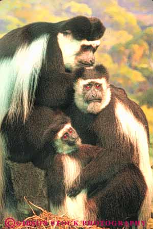 Stock Photo #9166: keywords -  american ape apes city colobus display displays exhibit exhibits family group history monkey monkeys museum museums natural nature new of primate primates specimen specimens together vert wildlife york