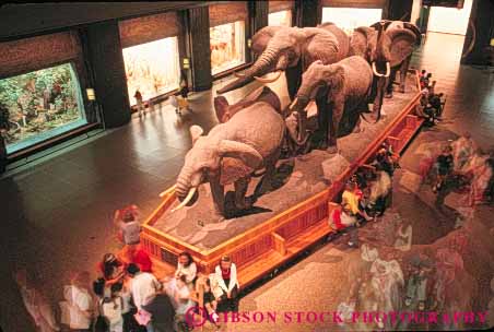 Stock Photo #9168: keywords - african american city display displays elephant elephants exhibit exhibits family group history horz museum museums natural nature new of specimen specimens york