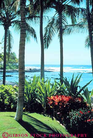 Stock Photo #13899: keywords - big coast coastal hawaii hawaiian island islands kauai landscape maui oahu ocean palm plant plants scenery scenic sea seashore shore shoreline tree trees tropic tropical tropics vegetation vert water