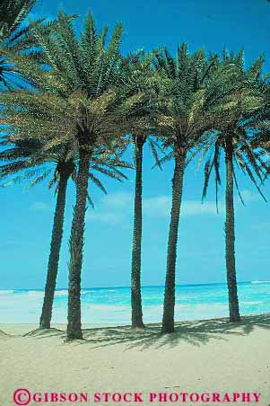Stock Photo #13901: keywords -  beach beaches big coast coastal four hawaii hawaiian island islands kauai landscape maui oahu ocean palm plant plants sand scenery scenic sea seashore shore shoreline surf tree trees tropic tropics vert water