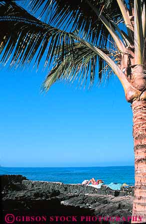 Stock Photo #13052: keywords - alone destination hawaii hawaiian island islands leisure oahu palm privacy private relax relaxes relaxing solitary solitude sunbathing travel tree tropical under vacation vert waikiki woman women