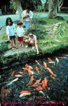 Stock Photo #13082: keywords - asian buddhist byodo children destination ethnic families family feeding fish goldfish hawaii hawaiian in islands minority oahu parents religious temple tourist travel tropical vert