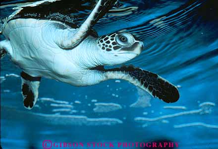 Stock Photo #13105: keywords - animal animals aquarium aquariums display displaying displays green hawaii hawaiian horz life marine oahu ocean public reptile reptiles sea tropical turtle turtles waikiki