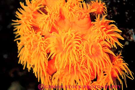 Stock Photo #13106: keywords -  animal animals aquarium aquariums bright colonial colonies colony color colorful coral corals display displaying displays duplicate hawaii hawaiian horz identical invertebrate invertebrates life many marine oahu ocean of orange public repeat repeats same sameness sea similar similars soft sting stinging tentacle tentacles tropical waikiki