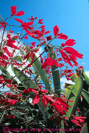 Stock Photo #13116: keywords -  flower flowers hawaii hawaiian leaves natural nature oahu plant plants poinsettia red tropical vegetation vert
