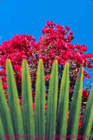 Stock Photo #13117: keywords - abstract abstraction abstracts background bougainvillea flower flowers focus foreground green hawaii hawaiian natural nature oahu palm plant plants red soft tropical vegetation vert