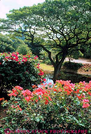 Stock Photo #13118: keywords -  blossom blossoming bougainvillea canyon flower flowering flowers habitat hawaii hawaiian landscape natural nature oahu plant plants scenery scenic tree tropical vegetation vert waimea